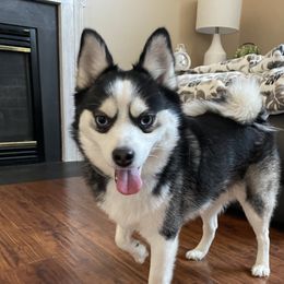 Tao - Pomsky