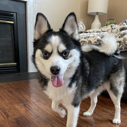Tao - Pomsky