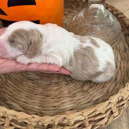 Dewdrop - Parti female Goldendoodle puppy in Lexington, North Carolina from Southern Grace Acres