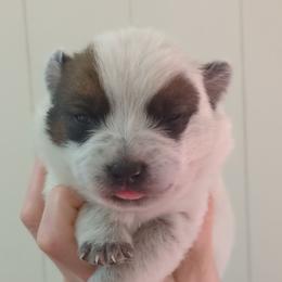 Colt - Red speckled male Australian Cattle Dog puppy in Mena, Arkansas from Red Desert Australian Cattle Dogs