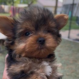 Maverick( click on pic) - Chocolate and tan male Yorkshire Terrier puppy in Kingston, Oklahoma from Lake Life