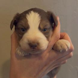 Kyndell - Red tri female Miniature Australian Shepherd puppy in North Lakeport, California from Wild Rose Ranch