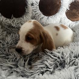 Girl 1 - female Basset Hound puppy in Campbellsville, Kentucky from Haus's Hound Town