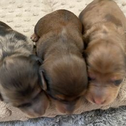 Dachshund Puppies from Ruby Desert Doxies