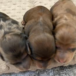 Dachshund Puppies from Ruby Desert Doxies