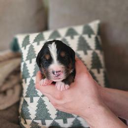 Romeo - Black rust and white male Bernese Mountain Dog puppy in Inman, South Carolina from Shadow Acres