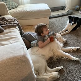 Golden Retriever All Grown Up from Amberidge Golden Retrievers