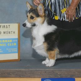 Trea - Pembroke Welsh Corgi