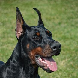 London - Doberman Pinscher