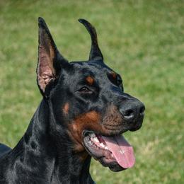 London - Doberman Pinscher