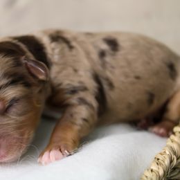 Yellow collar - Merle female Schnoodle puppy in Plattsburgh, New York from Adirondack Poodles Goldendoodles,Bernedoodles & Schnoodles