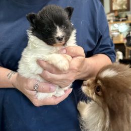 AKC Black and White Parti Girl - Black parti female Pomeranian puppy in Madison, Ohio from PawSitive Therapy Pomeranians
