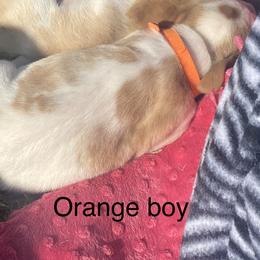 Basset Hound Puppies from 4D Farms