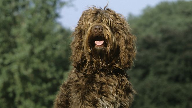 Barbet