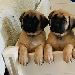 Mastiff Puppies from Cabezon Mastiffs