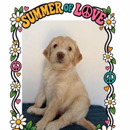 Windy - Cream female Goldendoodle puppy in Frostproof, Florida from Lover Dover Doodles