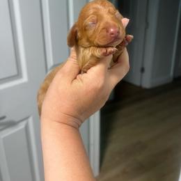 Boy 1 - Dapple male Dachshund puppy in Bismarck, Missouri from Kalua's Doxies