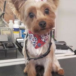 Poodles and Yorkshire Terriers from Keystone Poodles