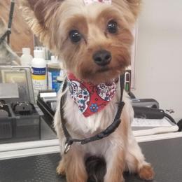 Poodles and Yorkshire Terriers from Keystone Poodles