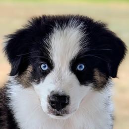 Tracker - Black tri-color male Australian Shepherd puppy in Falcon, Missouri from Edge Farm LLC