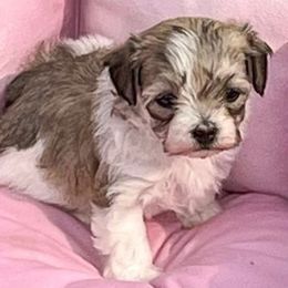 Maltipoo Puppies from ELIZABETH VENDLEY