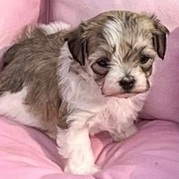 Maltipoo Puppies from ELIZABETH VENDLEY