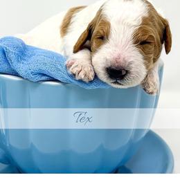Tex - Parti male Goldendoodle puppy in State Road, North Carolina from Must Love Doodles