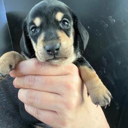 Laura girl 1 - Black and tan female Dachshund puppy in Bigfork, Minnesota from Dachshunds Up North