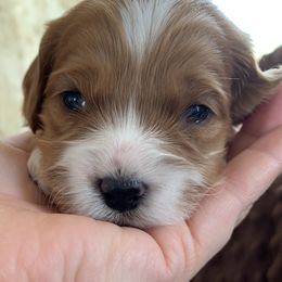 Cockapoo Puppies from ApplebyFarm