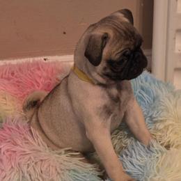 Charlotte - Yellow Collar - Fawn female Pug puppy in Olin, North Carolina from Piggy Pugs