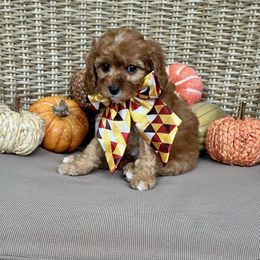 Louise - Red female Cavapoo puppy in Chipley, Florida from Coastal Cavapoos