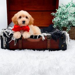 Darik - Apricot male Goldendoodle puppy in North Carolina from NC Doodle Puppies