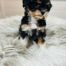 Ellie - female Havapoo puppy in Natural Bridge, Virginia from Rockbridge Puppies