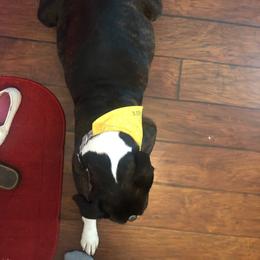 Boxer Puppies from Keen Boxers