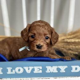 Blue - Red  female Goldendoodle puppy in Hesperia, Michigan from Red Acres Poodles & Doodles