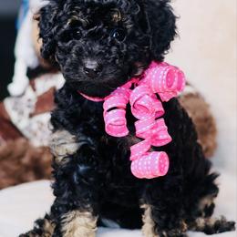 Havana - Phantom female Goldendoodle puppy in Forney, Texas from Diamond Doodle Pups and Poodles