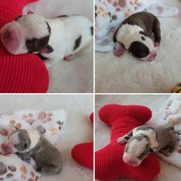 Boston Terrier puppies from Mei's Boston Terriers
