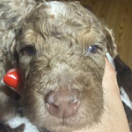 Mocha -Guardian opportunity - Chocolate merle female Bernedoodle puppy in Pittsburg, Illinois from Doodles on Rock Creek