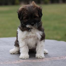 Mocha Girl - Brown female Whoodle puppy in West Bend, Iowa from Blue Skies Terriers