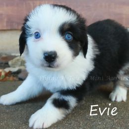 Evie - Blue merle female Miniature American Shepherd puppy in Godley, Texas from Flying H Toy and Mini Aussies