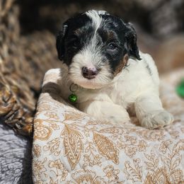 Halo Green Collar - Black and white male Bernedoodle puppy in Bonham, Texas from Happy Valley Puppies