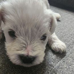 Miniature Schnauzers from Kains miniture schnauzers