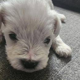 Miniature Schnauzers from Kains miniture schnauzers