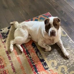 Bernie - Chinese Shar-Pei