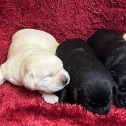 Yellow Female - Yellow female Labrador Retriever puppy in Beaverdam, Virginia from Gold Heart Labradors