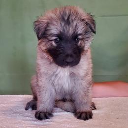 Boy 5 - male Shiloh Shepherd puppy in Caneadea, New York from Strauss Haus Shepherds