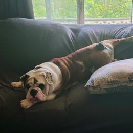 Bulldog Puppies from Pappy's Bullies