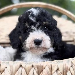 Bernedoodle, Goldendoodle, and Poodle Puppies from Starlight Goldendoodles