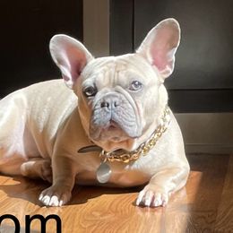 Bunny - French Bulldog