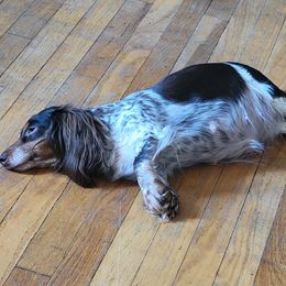 Indy - Dachshund